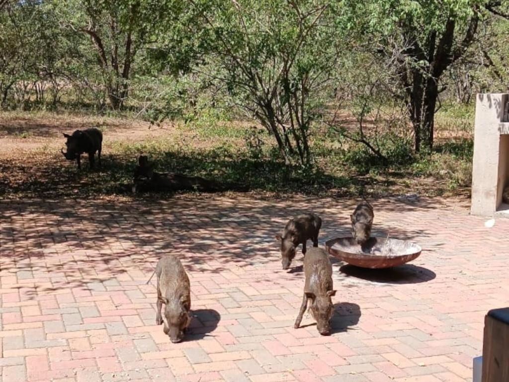 Marloth Cottage Marloth Park Buitenkant foto