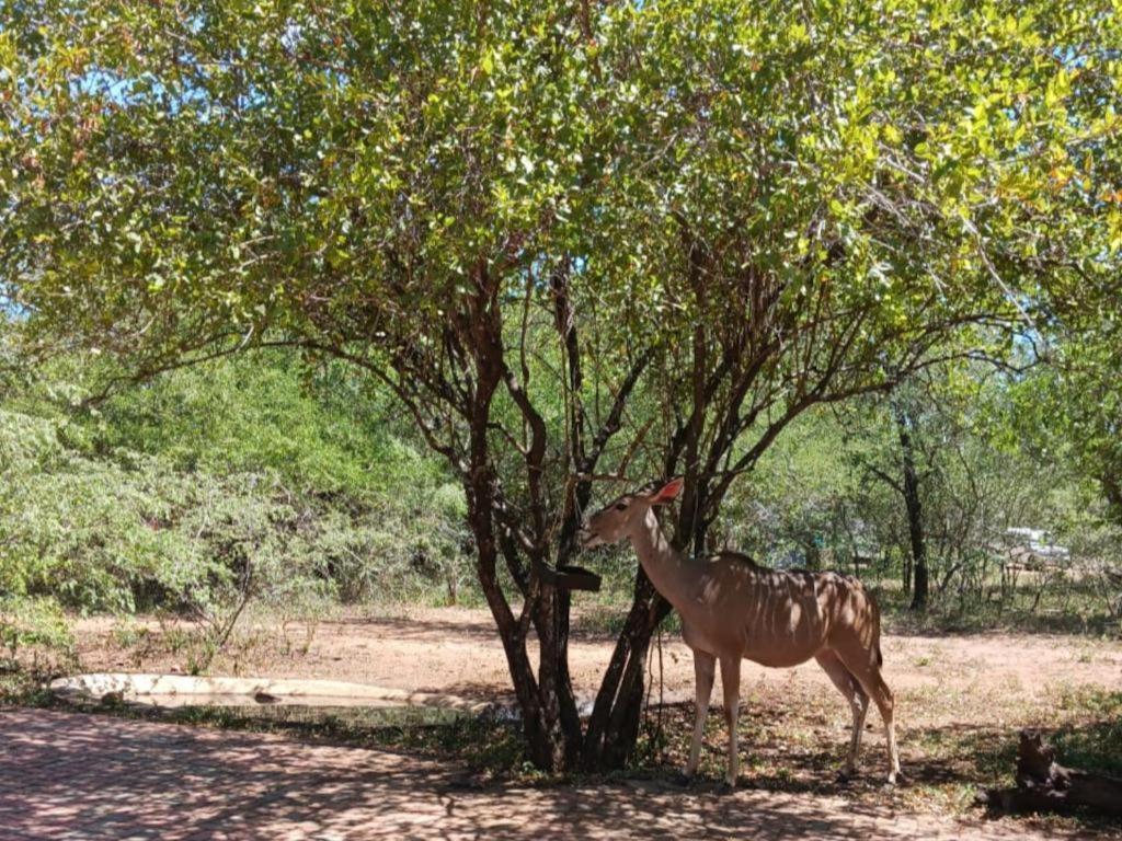 Marloth Cottage Marloth Park Buitenkant foto