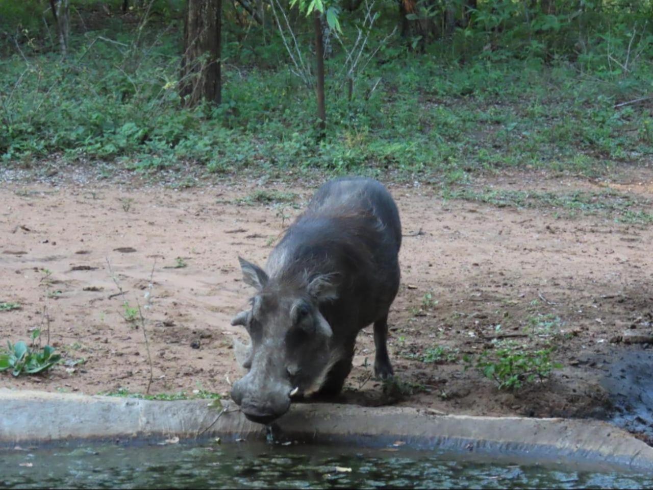 Marloth Cottage Marloth Park Buitenkant foto